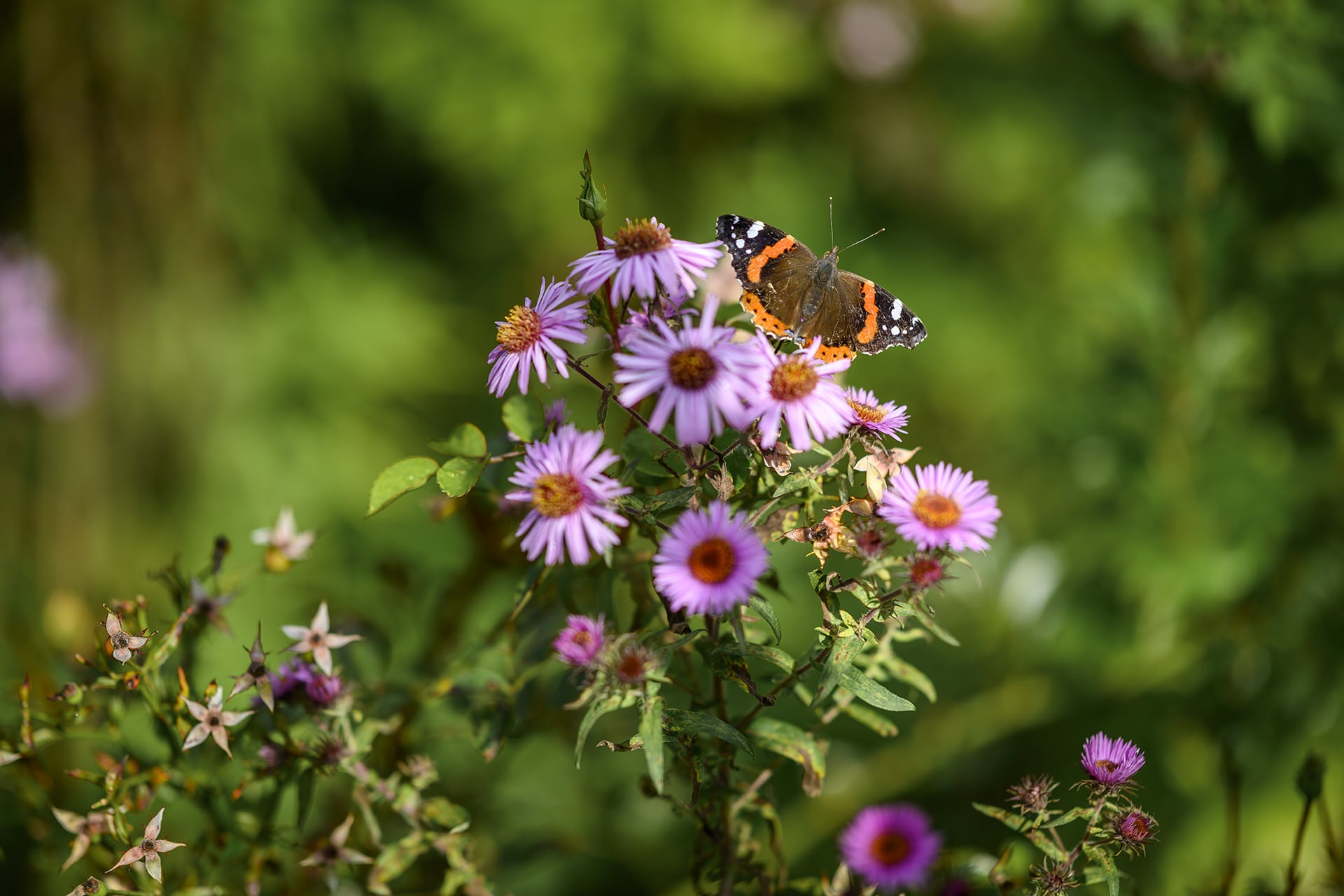 Schmetterling im naturnahen Garten