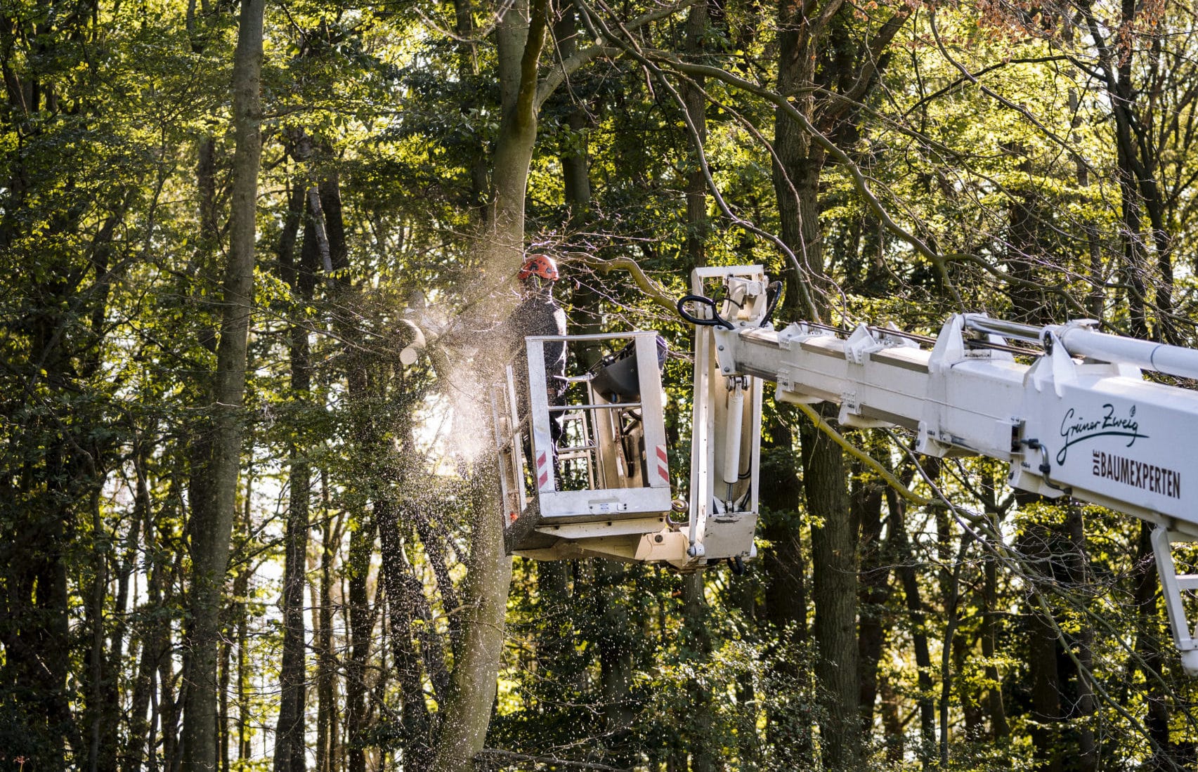 Mitarbeiter im Hubsteiger bei der Baumpflegearbeit.
