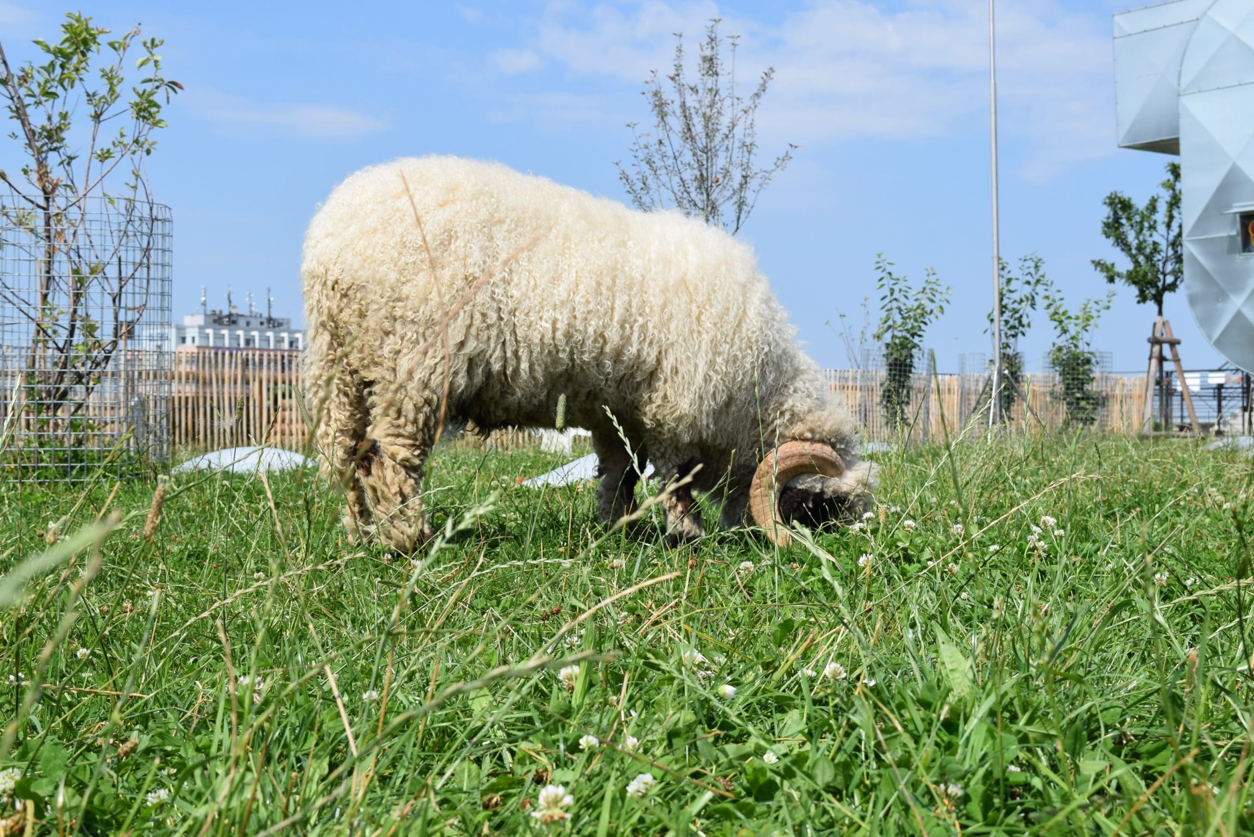 Schaf bei Pfanni