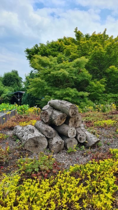 Biodiversitätsdach