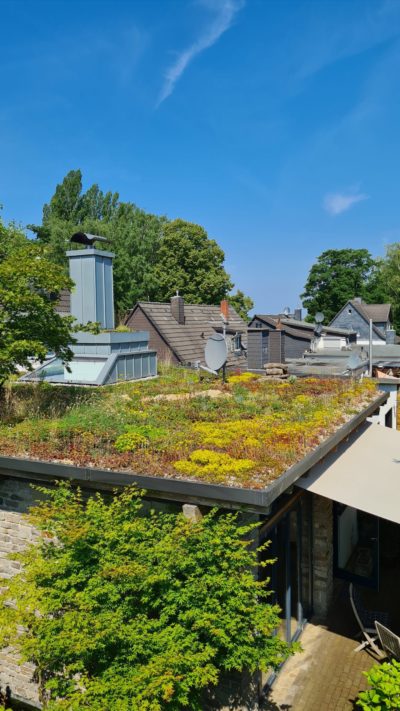 Biodiversitätsdach Grün+Dach