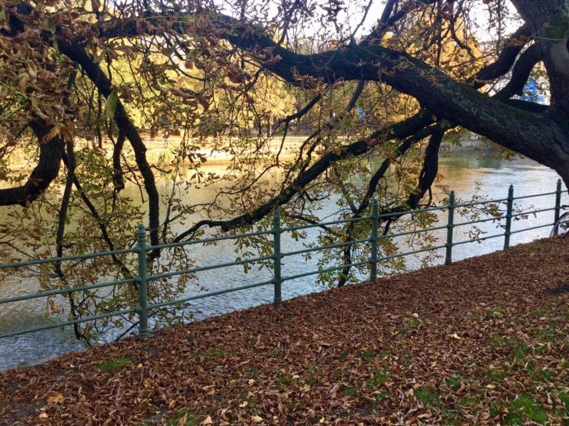 Baum an Flussufer