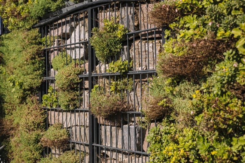 Green-City-Tower-Projekt, Detailaufnahme Pflanzen, möglichst mit Gamander Teucrium