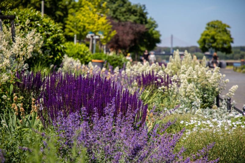 Klimafreundliche Staudenbeete in der Bonner Rheinaue.