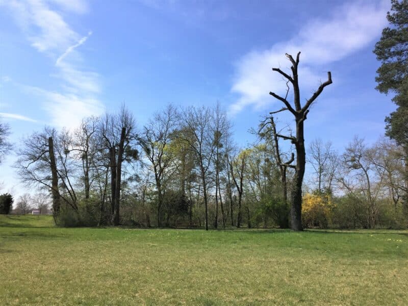 Abgestorbene Bäume im Schlosspark Schwetzingen