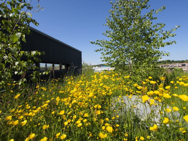 Naturnahe Außenfläche
