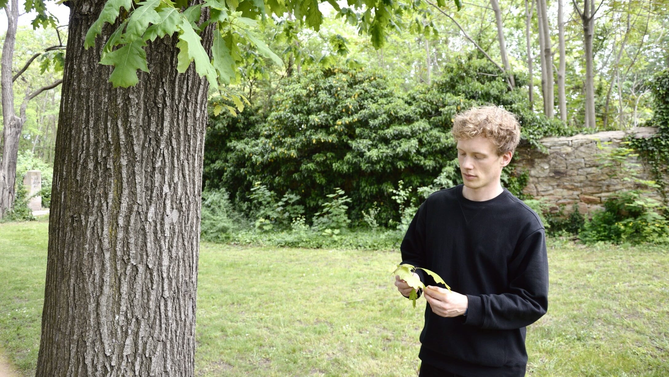 Daniel Blume Resilientes Stadtgrün Vitalitätsprüfung